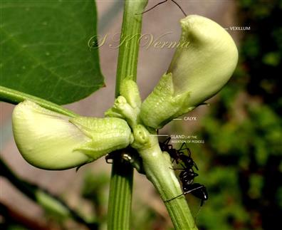  Flowers and Gland